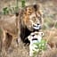 Schrikkloof Private Nature Reserve, home of The Lions Foundation