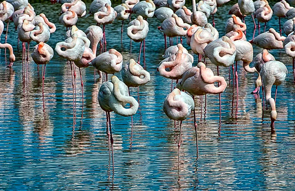 Isola di Albarella Hotel Capo Nord