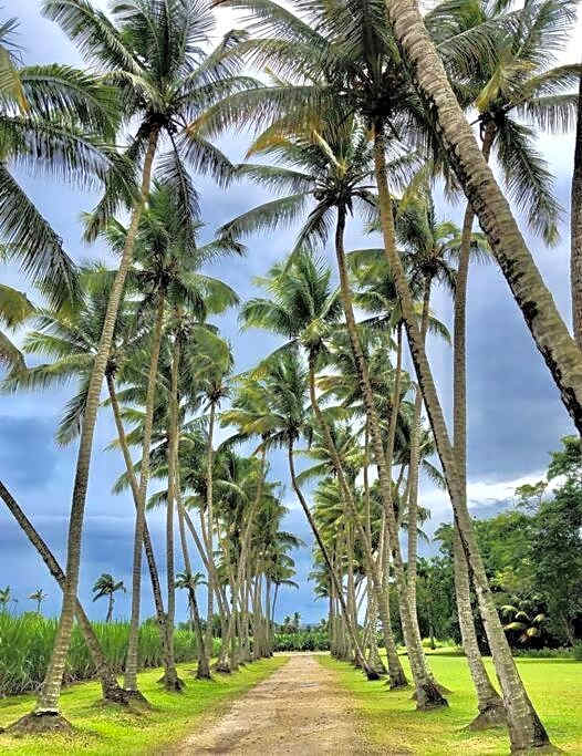 La Pause Fraicheur du Nord - 1 à 6 Personnes - Martinique