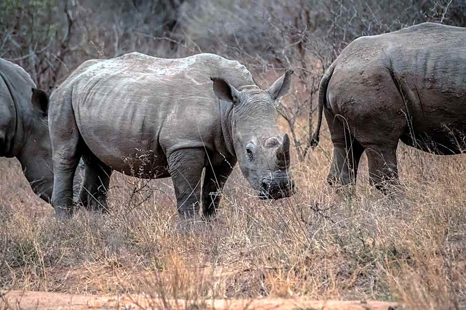 Tshukudu Game Lodge