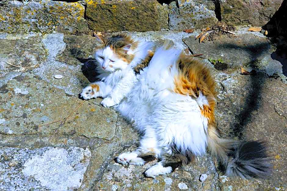 Le Manoir du Raveyron