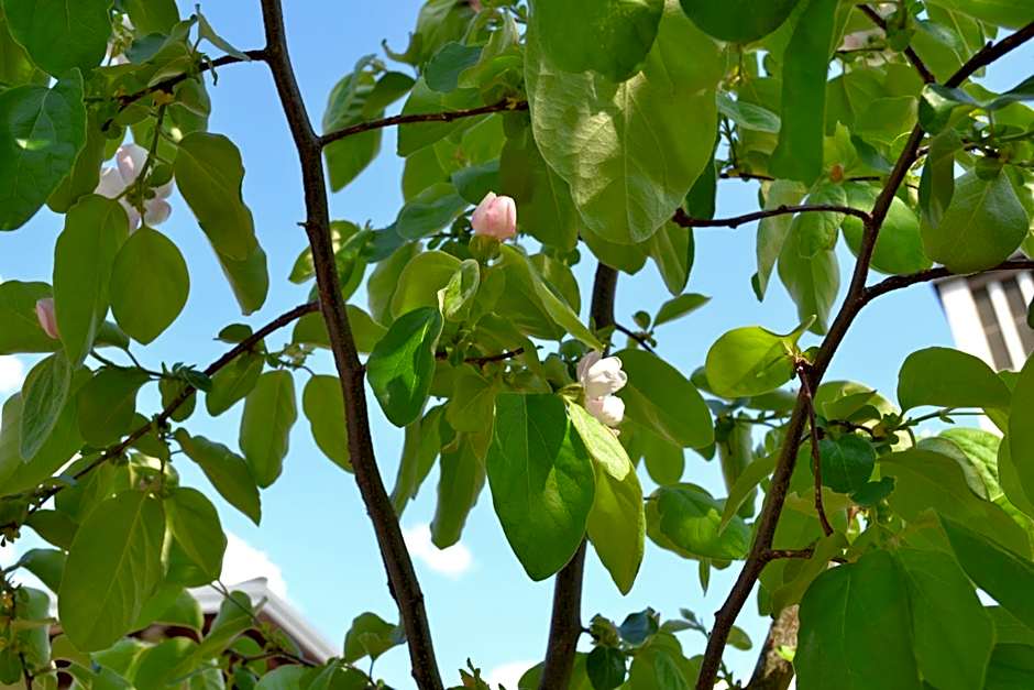 Apartment Holiday Lungötz