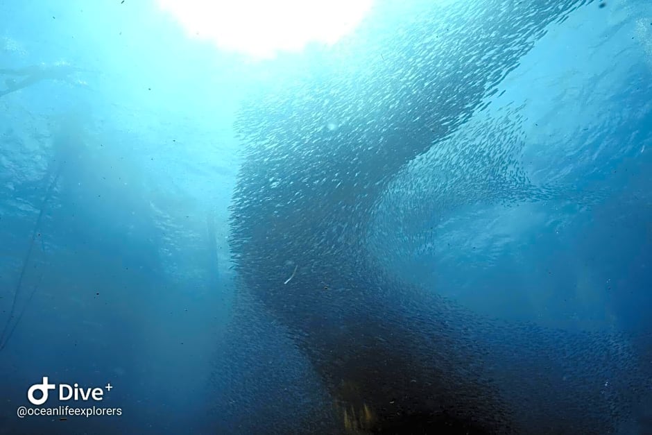 Oceanlife Explorers