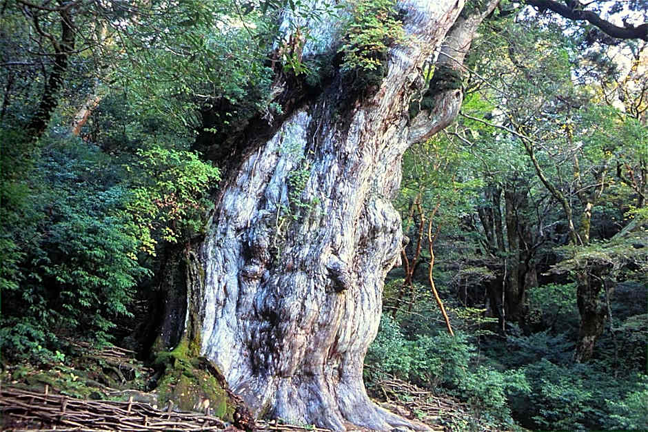 YAKUSHIMA REFRESH ROOM
