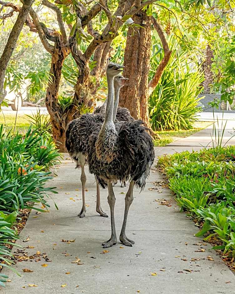 Sunbirds Oasis Lodge