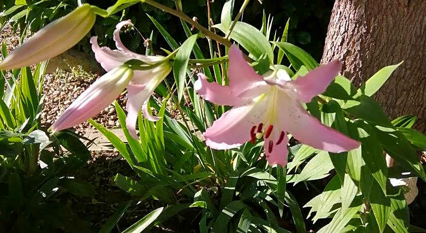 Le Grand Chemin de La Vie