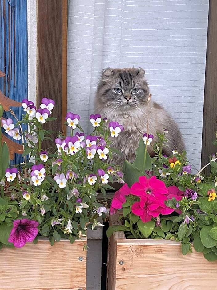 Nagelfluhhaus Hirsch