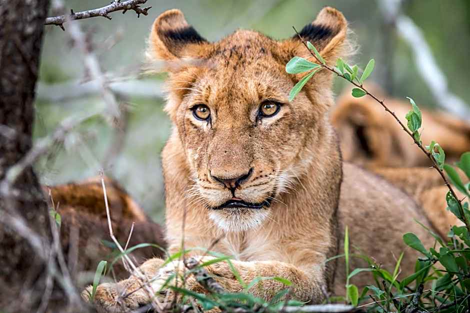 Laluka Safari Lodge - Welgevonden Game Reserve