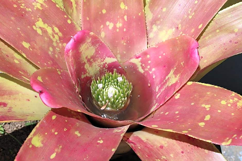 Apartamentos Turisticos Verdemar