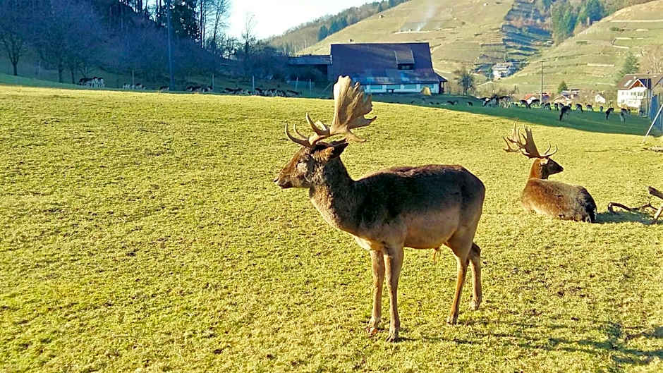 Hotel Schwarzenbergs Traube