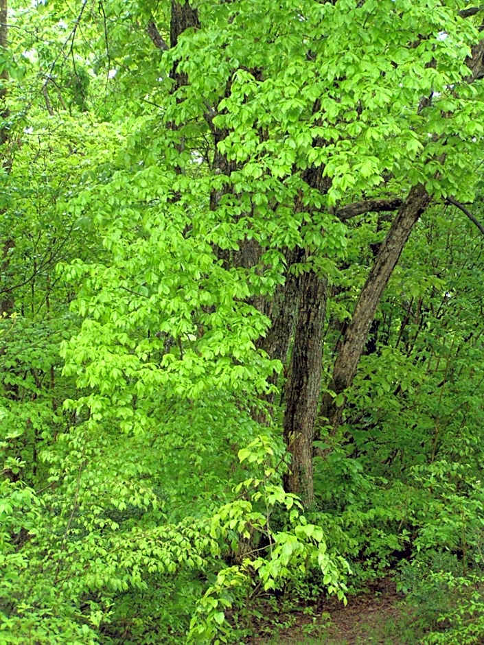Madarao Elm Pension