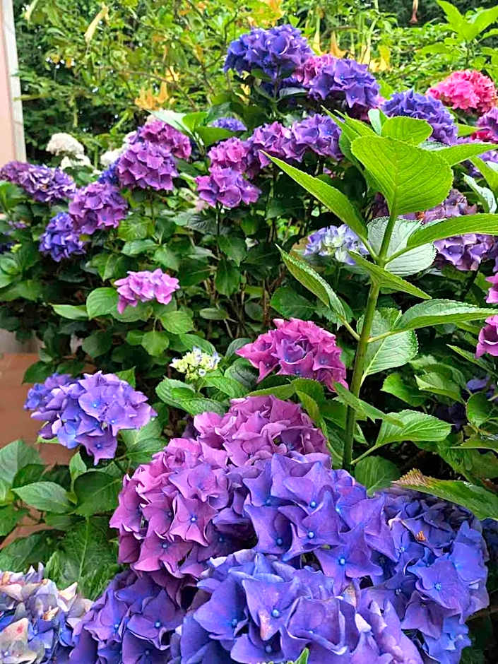 Hotel Rural Arpa de Hierba