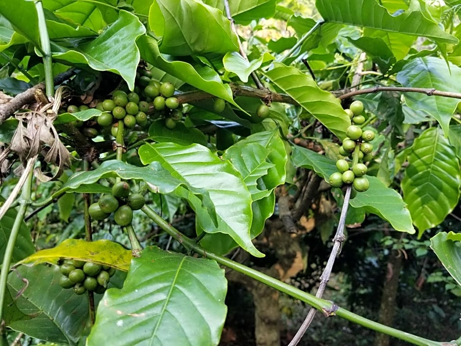 CG Ala The Coffee Grove – Vythiri, KS