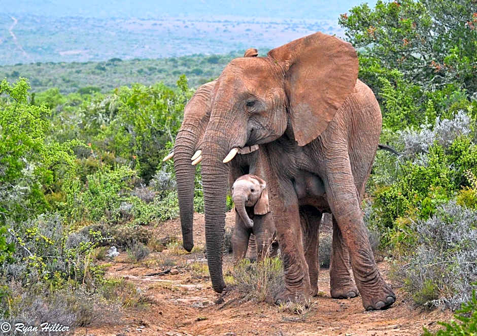 Kwandwe Private Game Reserve - Uplands Homestead