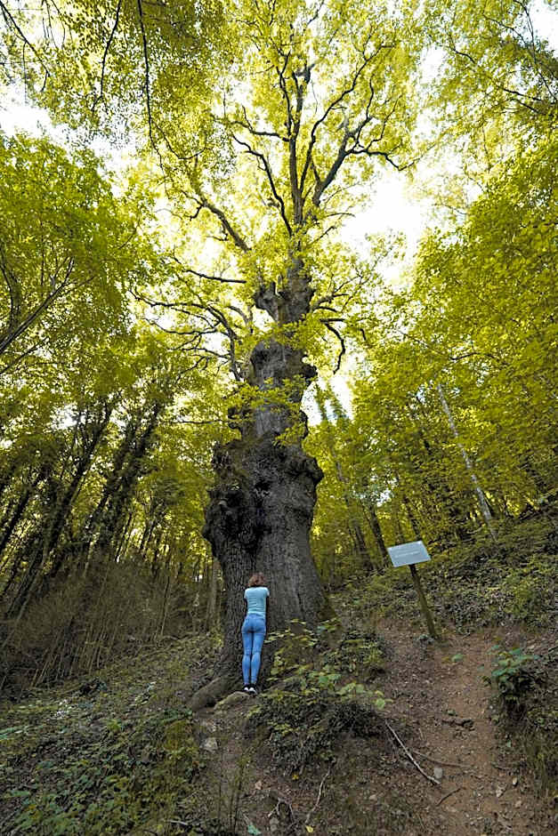 Angelats Hotel - A Signature Boutique Hotel & Restaurant