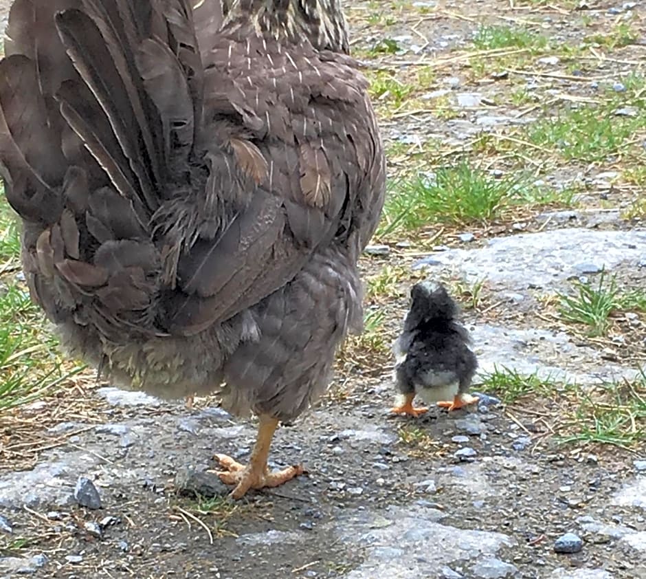 Five Saints Farmhouse B&B