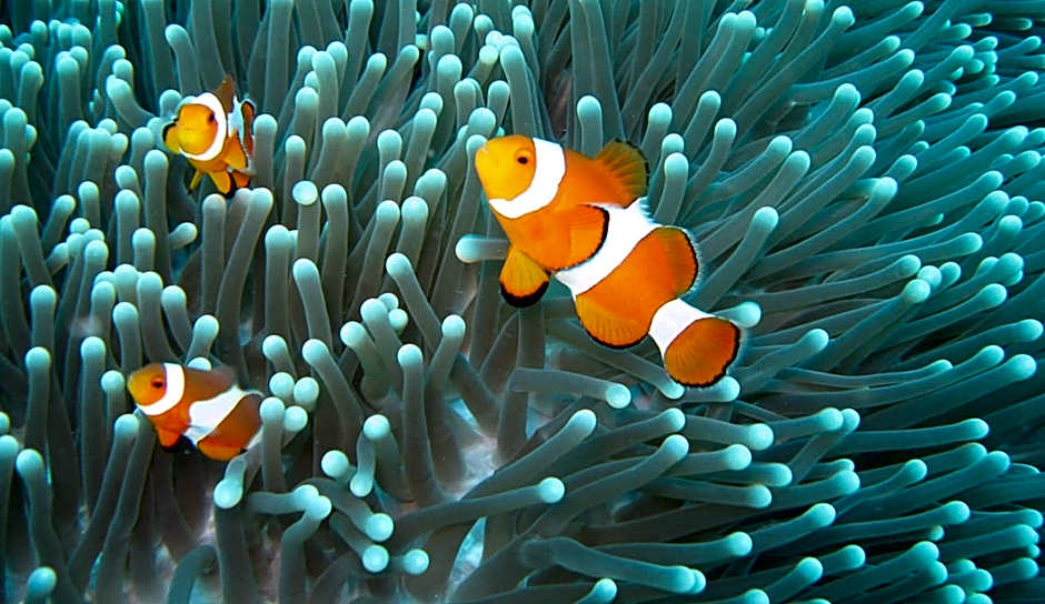 Gili Pirates Dive & BnB