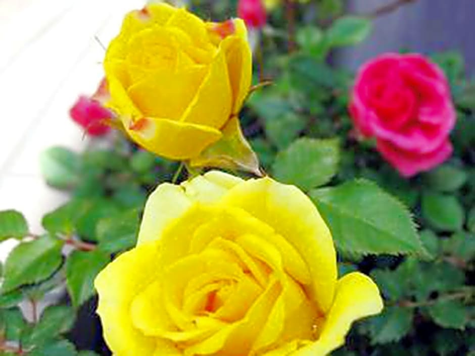 Toyoko Inn Fujisan Numazu-Eki Kita-Guchi No.1