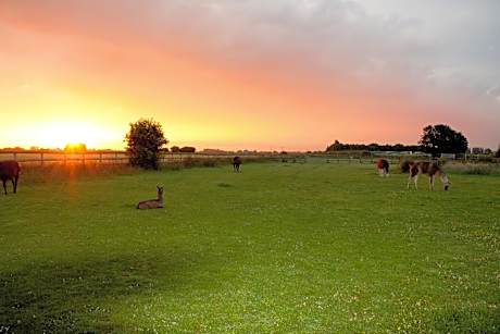 Glamping with Llamas