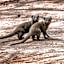 Honeyguide Tented Safari Camp - Khoka Moya