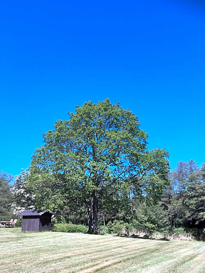 Brogård