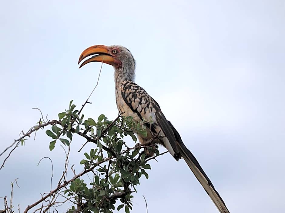Makumu Private Game Lodge