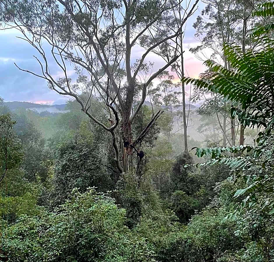 Ecoasis Mami Wata Rainforest Haven