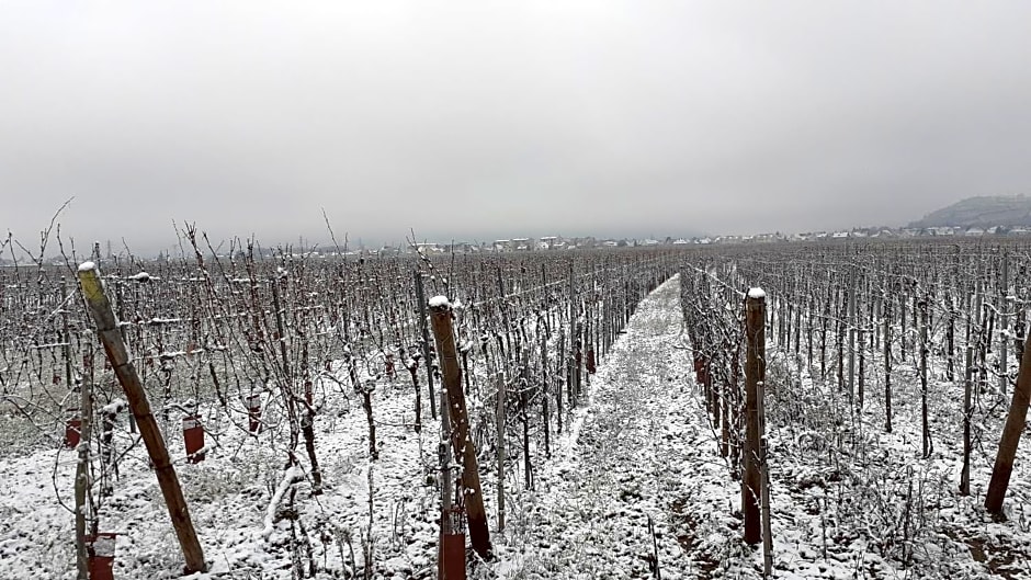 Aux pieds des vignes