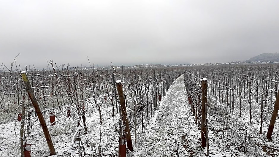 aux pieds des vignes