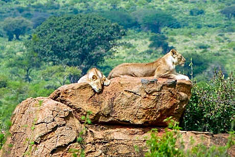 Tausa Tsavo Eco Lodge