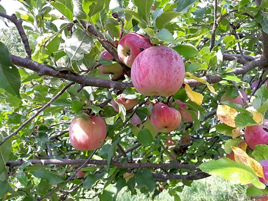 La Mela Antica – Cherasco, NY