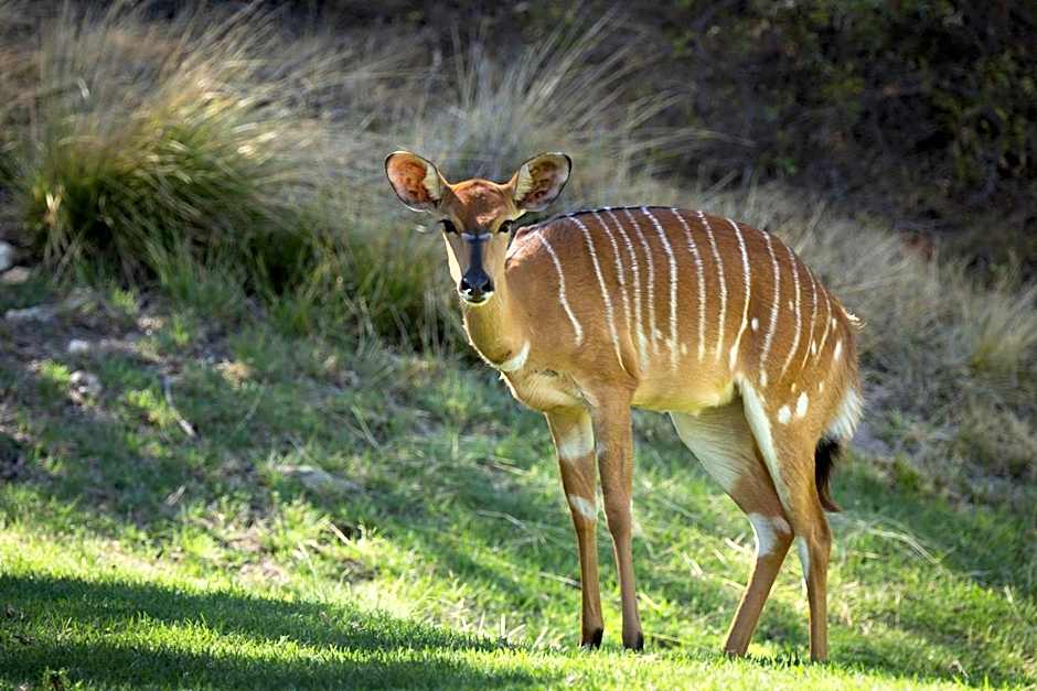 Wildehondekloof Game Lodge
