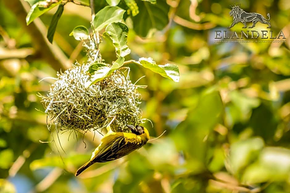 Elandela Private Game Reserve and Luxury Lodges Pty Ltd