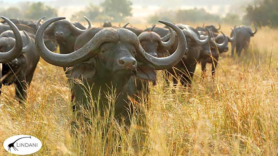 Lindani Game and Lodges