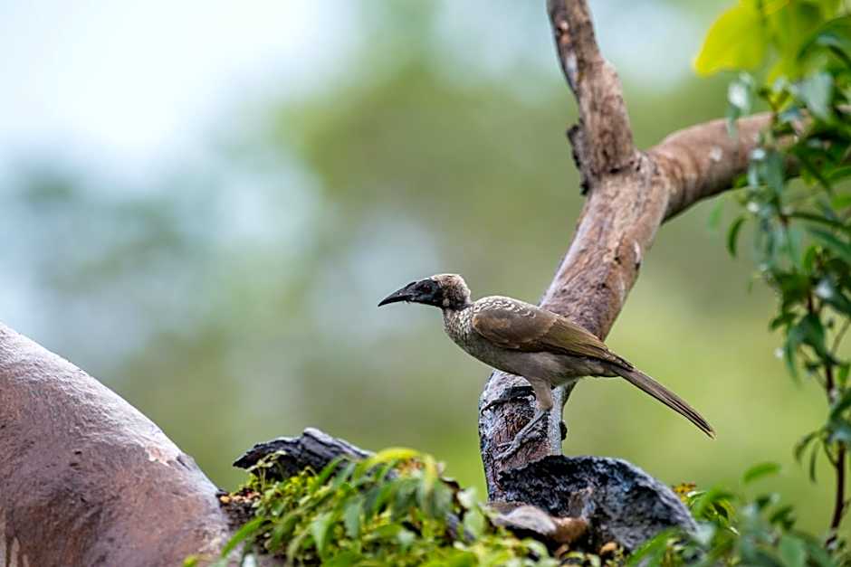 Thala Beach Nature Reserve