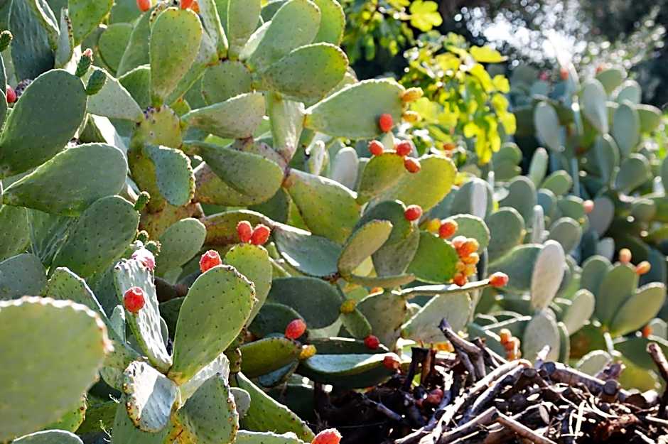 Masseria Torrepietra