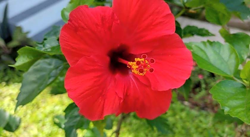 Happy Coconut Camiguin