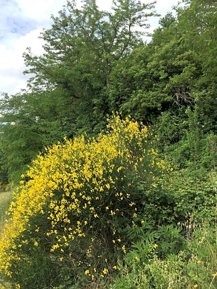 Green B&B Urbino Cá del vento