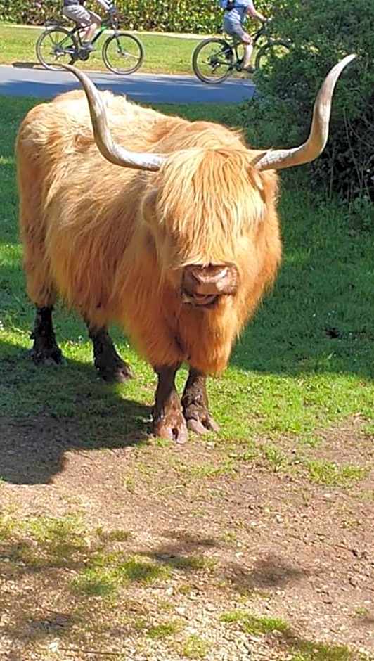 The Roecliffe, Holiday mid-lodge, Shorefield Country Park