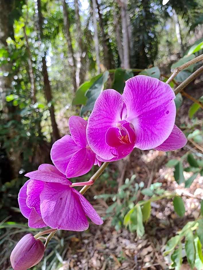 Quinta essência suites e chalés