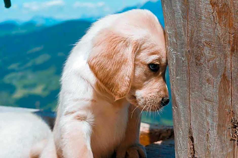 Hocheckhuette On Top of the Kitzbuehel Hahnenkamm Mountain