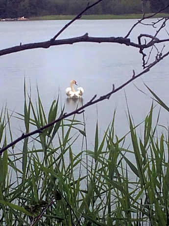 Tamminiemen Lomamokit