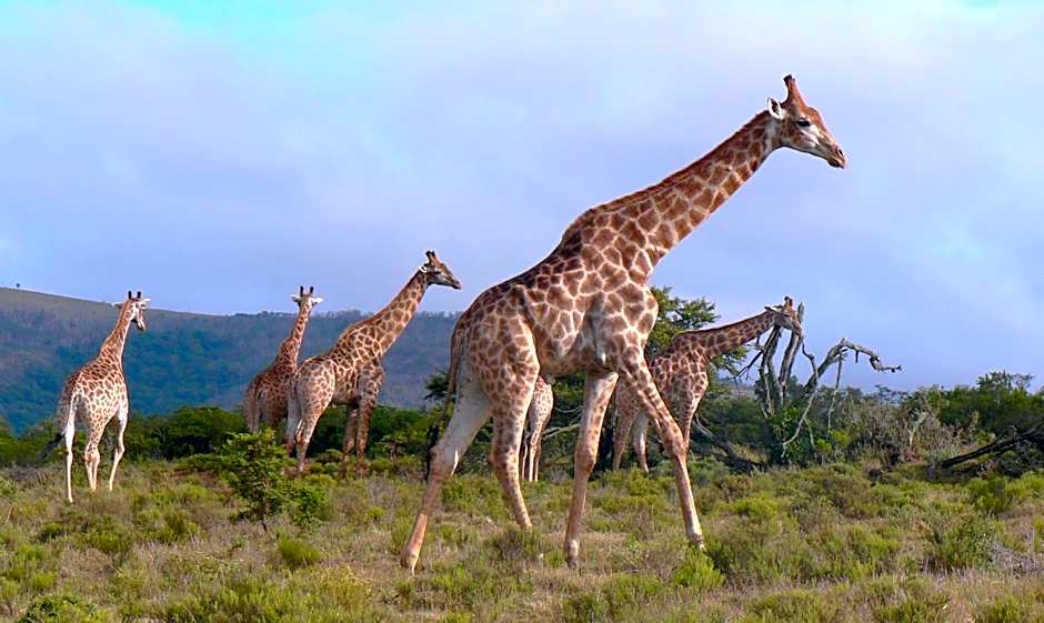 Pumba Private Game Reserve