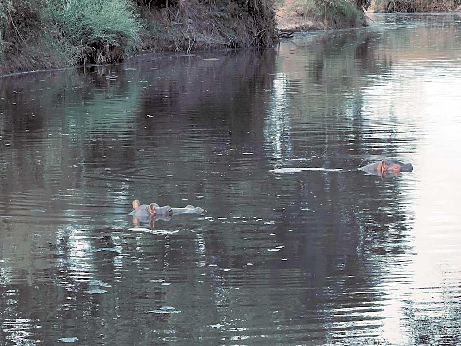 Fig Tree Camp - Maasai Mara