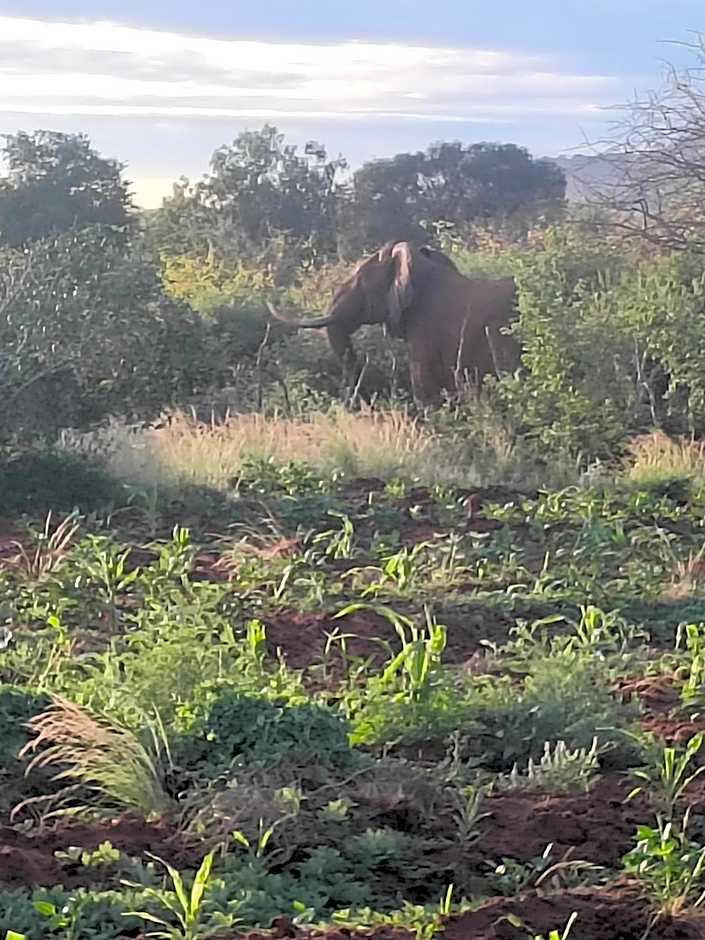 Tausa Tsavo Eco Lodge