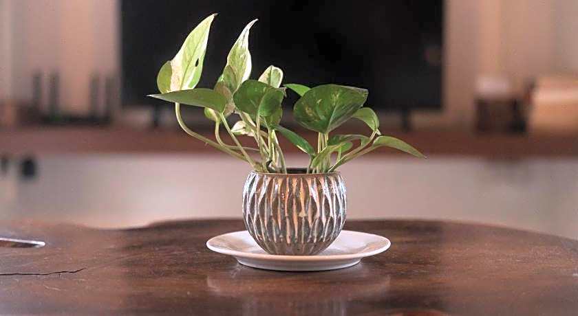 Big Tree Boutique Hotel