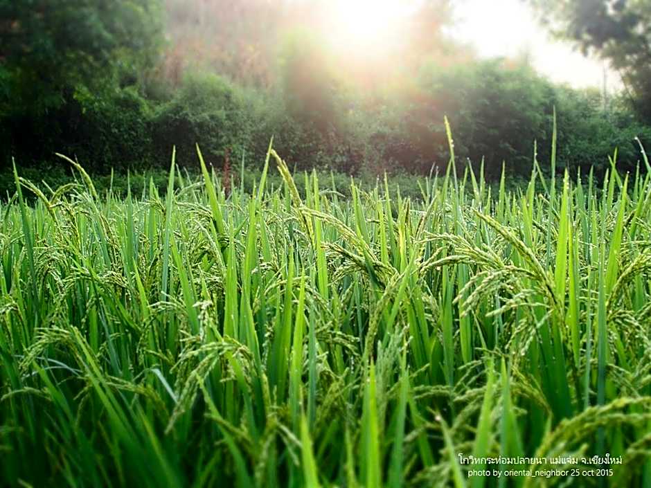 Kowit Maechaem Farmstay