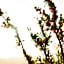 Le Petit Karoo