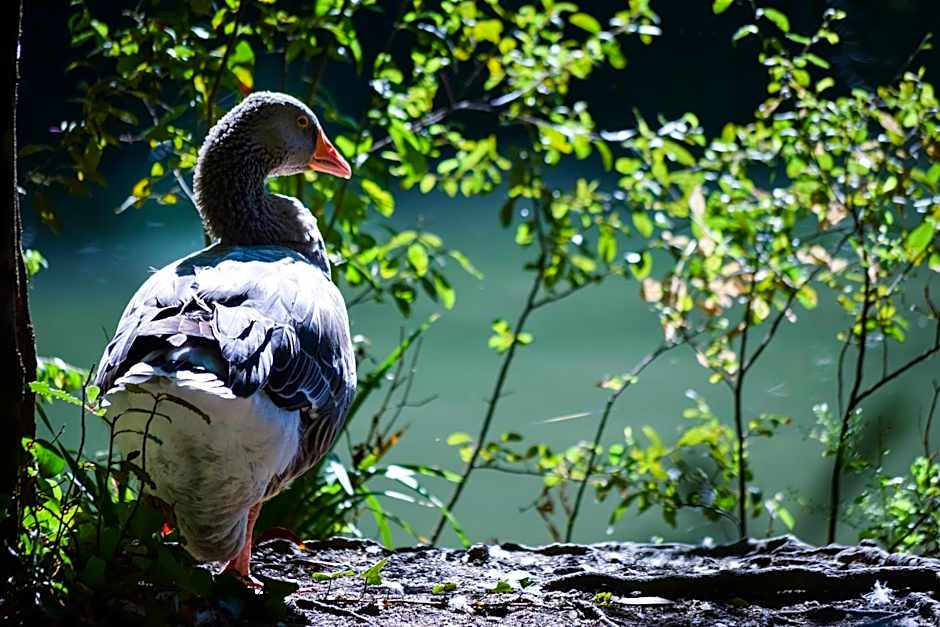 Hotel Termas da Curia