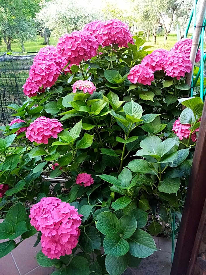 La Casa Gialla A MONTIGNOSO